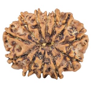 12 Mukhi Rudraksha 26.6mm 4.48gm - Rudraksha back