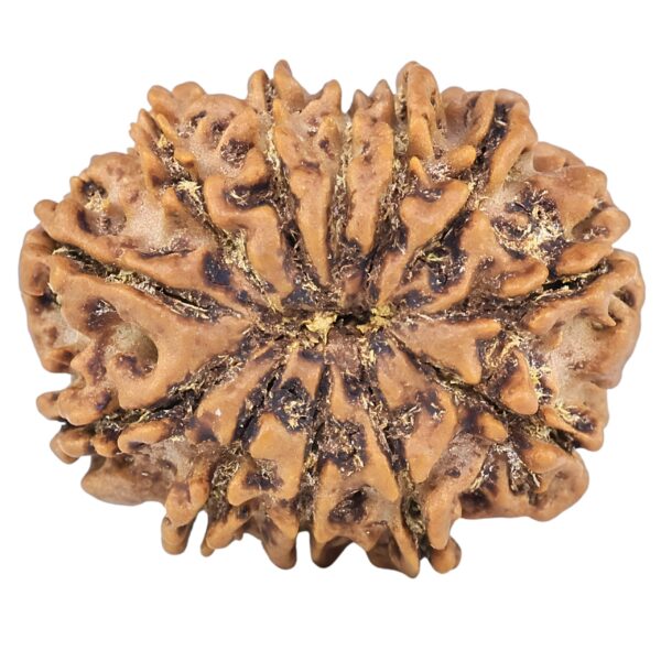 12 Mukhi Rudraksha 26.6mm 4.48gm - Rudraksha back