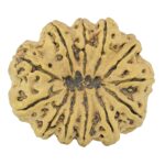12 Mukhi Rudraksha 36.7mm 8.5gm - Rudraksha back