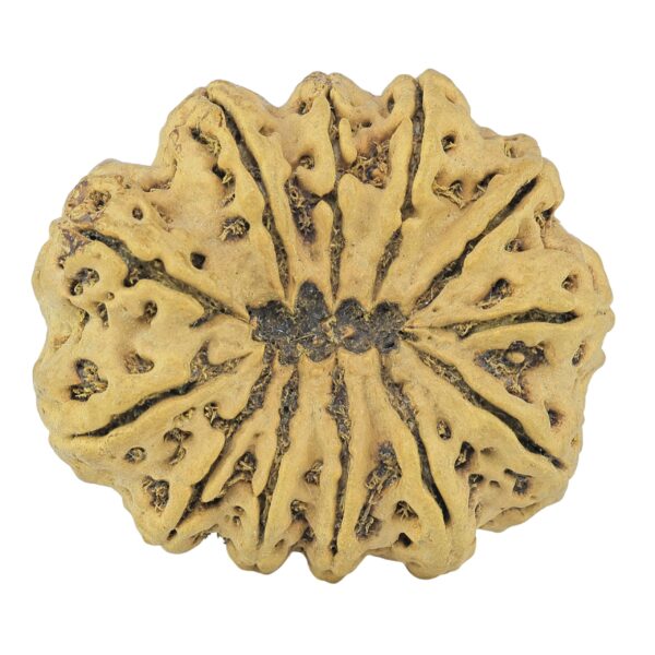 12 Mukhi Rudraksha 36.7mm 8.5gm - Rudraksha back