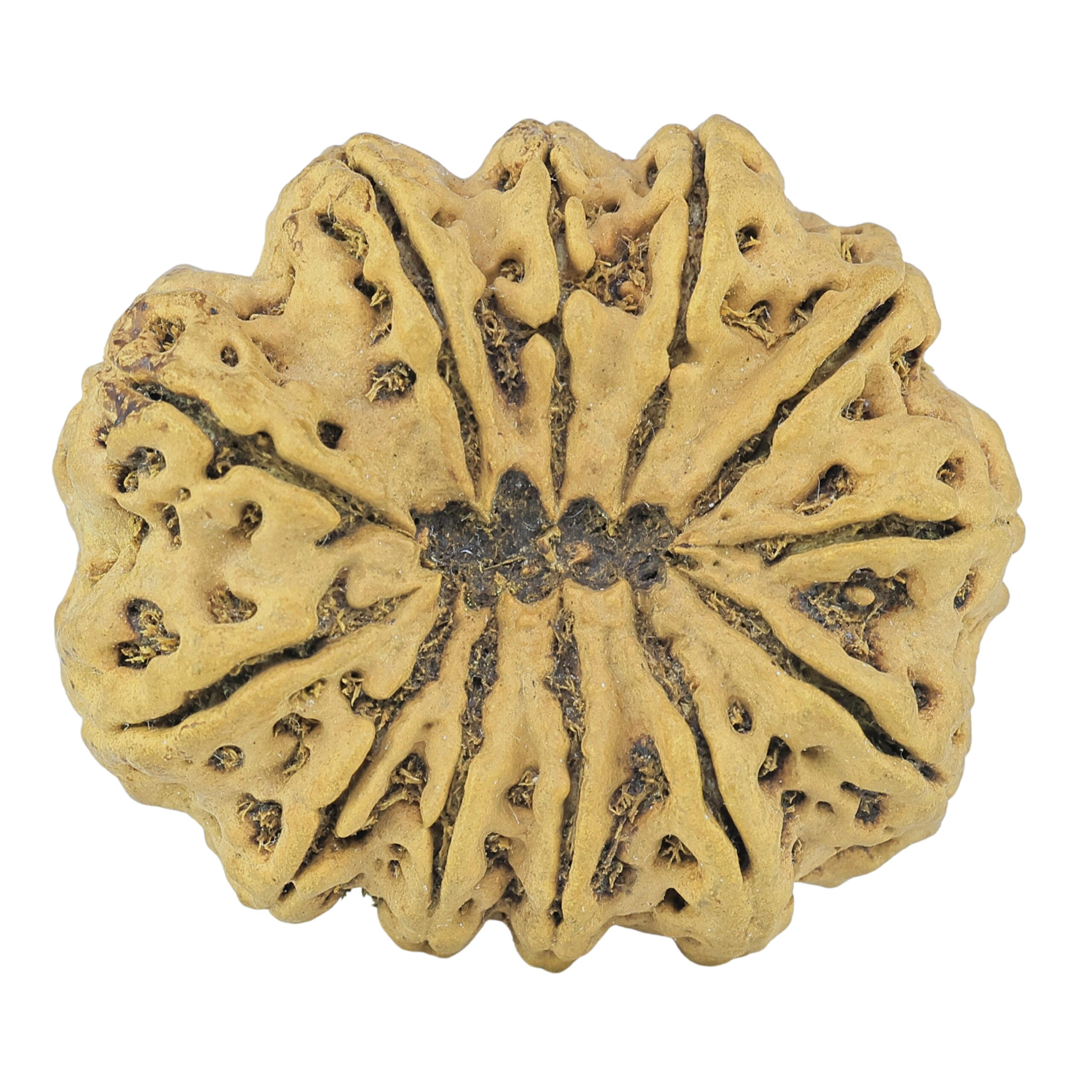 12 Mukhi Rudraksha 36.7mm 8.5gm - Rudraksha back
