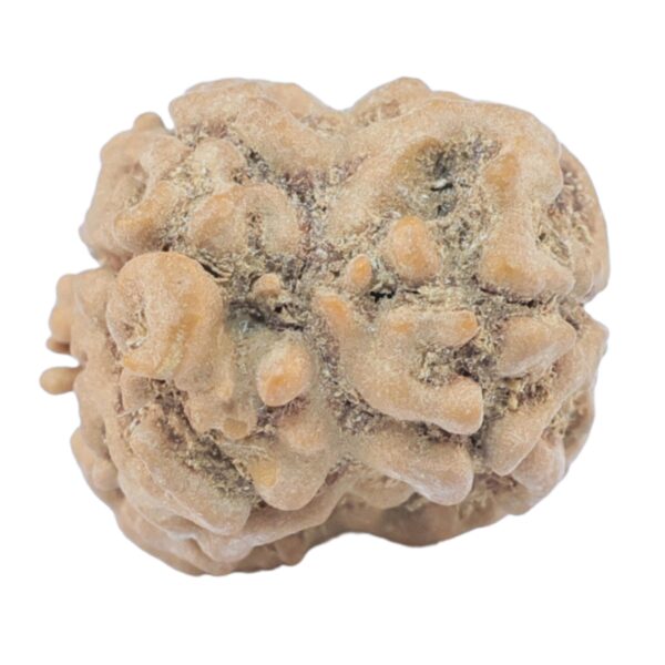 2 Mukhi Rudraksha 23.5mm 2.42gm - Rudraksha back
