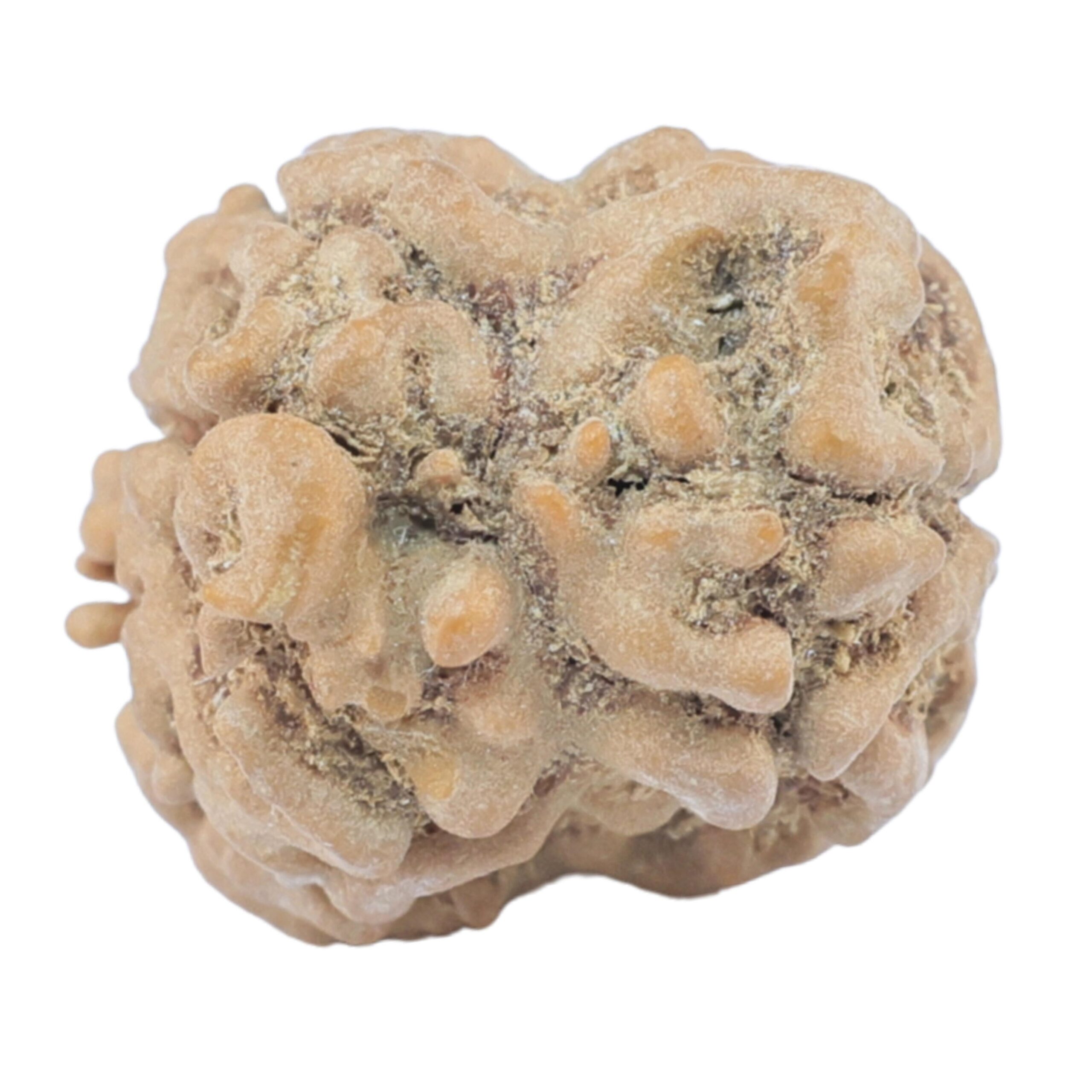 2 Mukhi Rudraksha 23.5mm 2.42gm - Rudraksha back