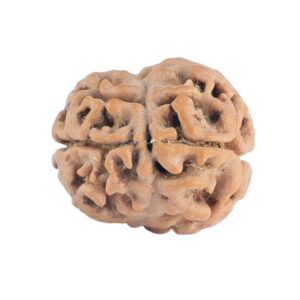 2 Mukhi Rudraksha 19.3mm 1.66gm - Rudraksha back