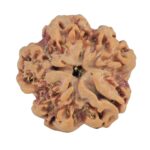 1MK(Underdeveloped) 22.8mm 3.72gm - Rudraksha back
