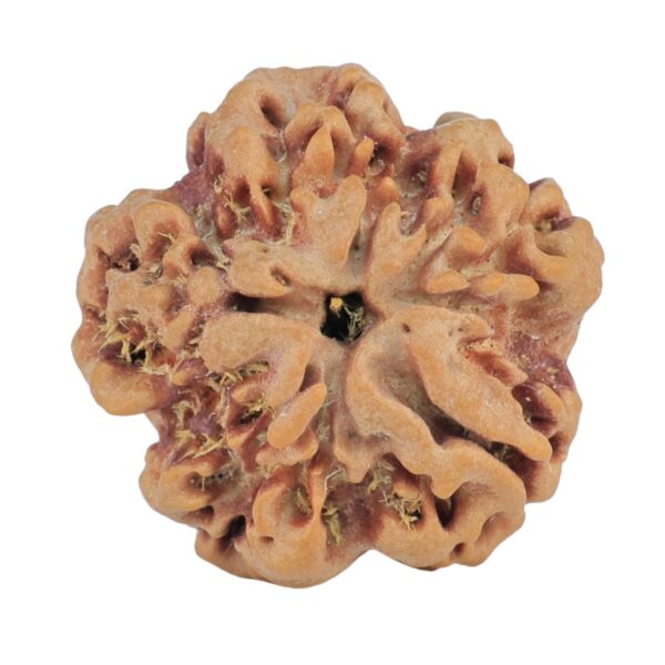 1MK(Underdeveloped) 22.8mm 3.72gm - Rudraksha back