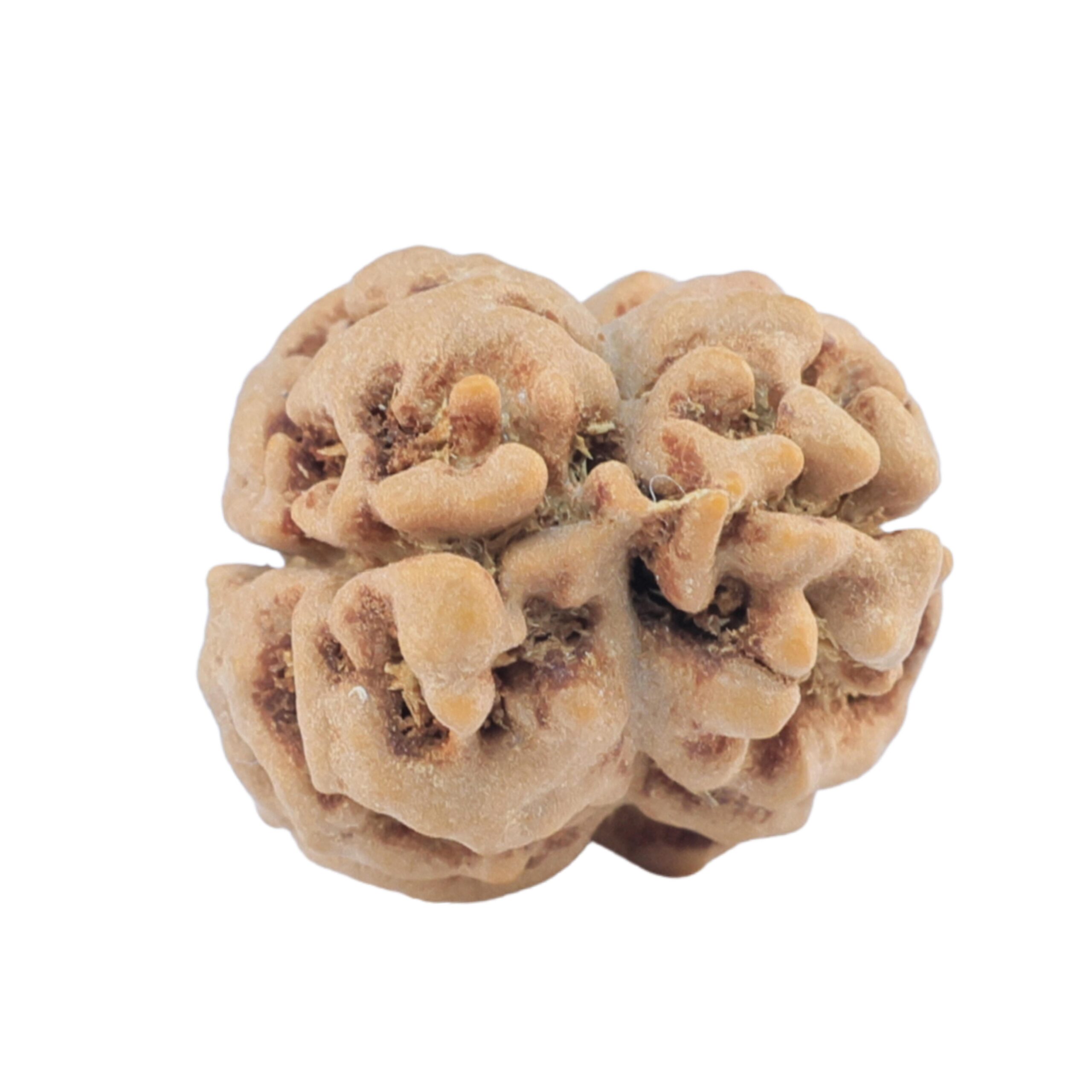 2 Mukhi Rudraksha 22.2mm 2.22gm - Rudraksha back