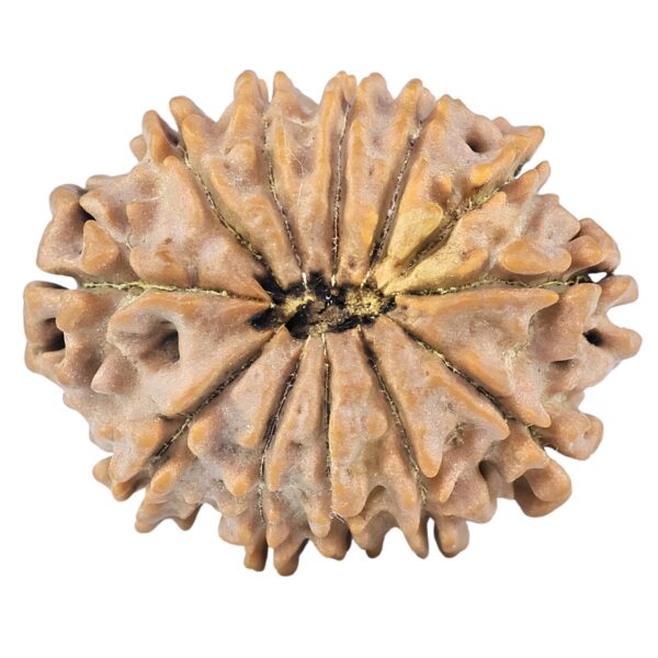 12 Mukhi Rudraksha 26.4mm 3.71gm - Rudraksha back