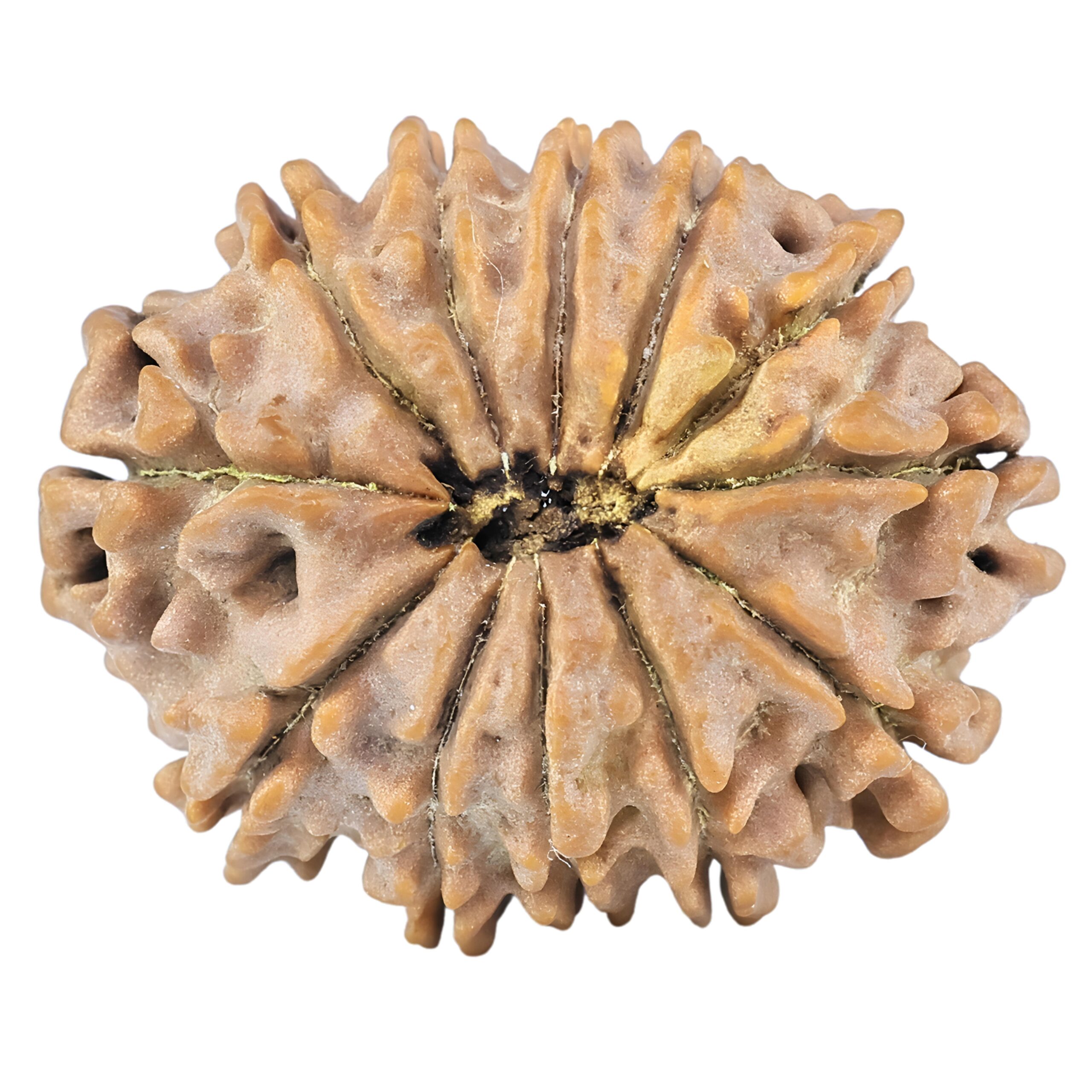 12 Mukhi Rudraksha 26.4mm 3.71gm - Rudraksha back