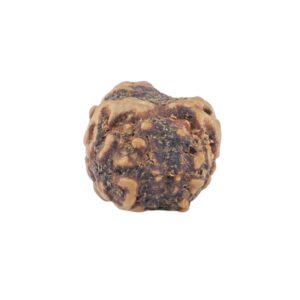 2 Mukhi Rudraksha 20.4mm 1.06gm - Rudraksha back