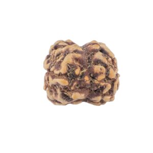 2 Mukhi Rudraksha 20.8mm 1.58gm - Rudraksha back