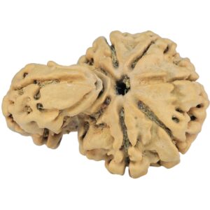 Sawar/Ganesh (5+1) 32.4mm 4.94gm - Rudraksha back