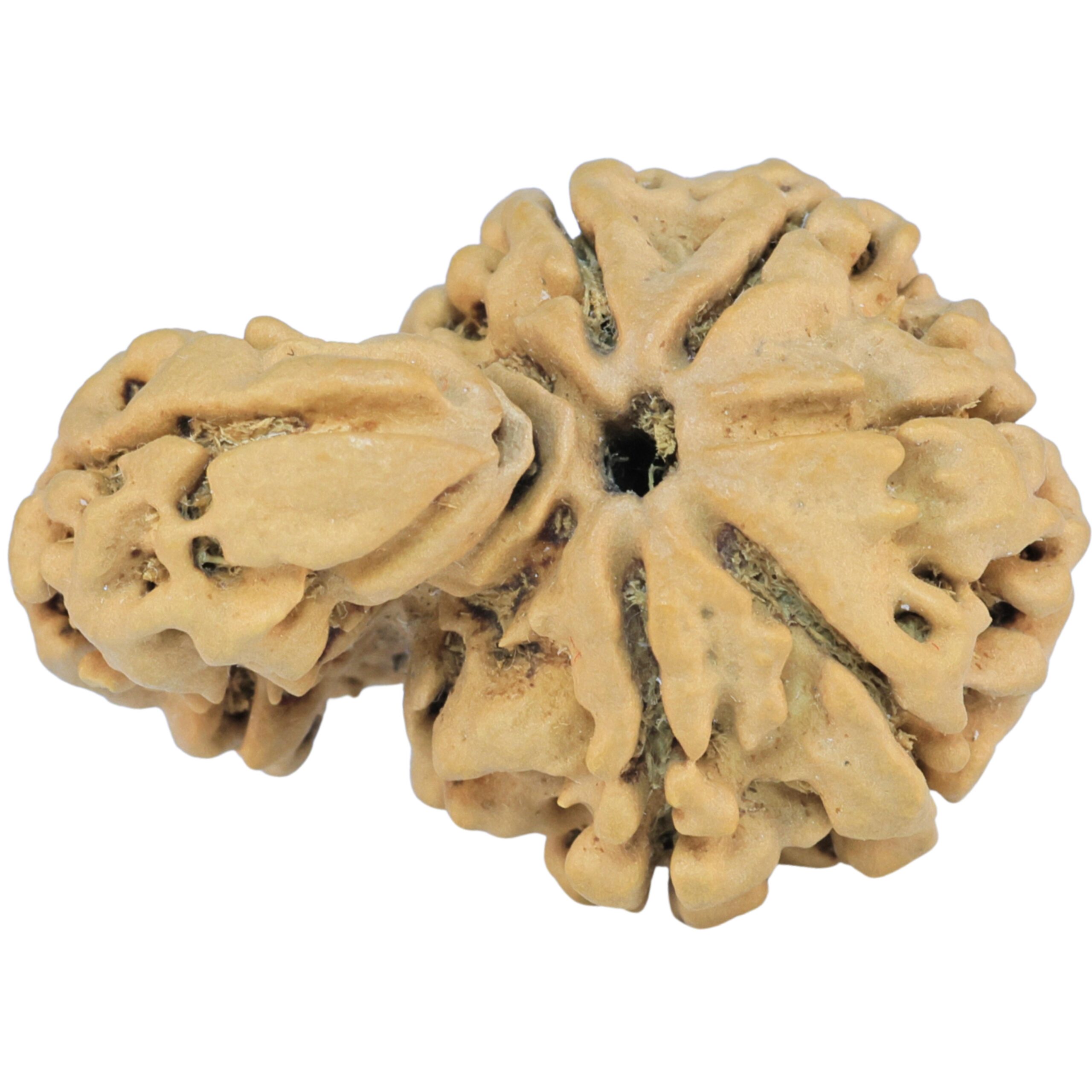 Sawar/Ganesh (5+1) 32.4mm 4.94gm - Rudraksha back