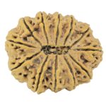 12 Mukhi Rudraksha 36.2mm 8.25gm - Rudraksha back
