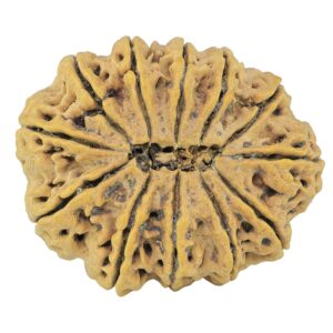 12 Mukhi Rudraksha 36.2mm 8.25gm - Rudraksha back
