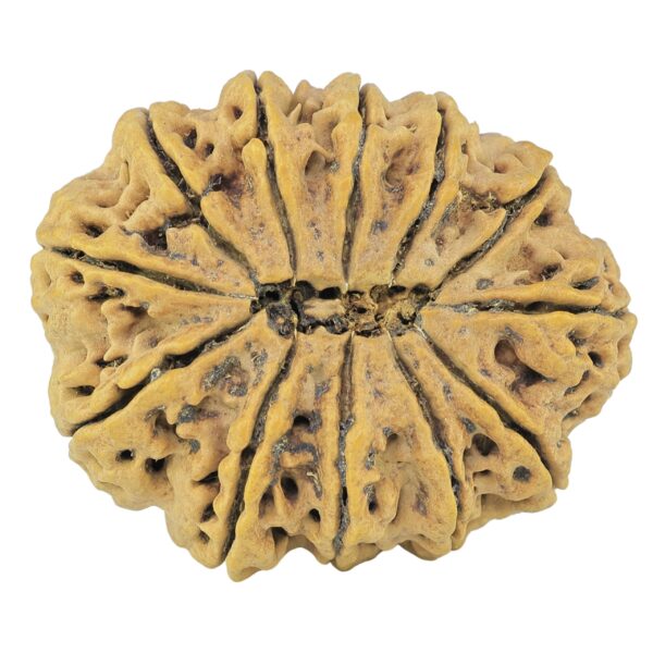 12 Mukhi Rudraksha 36.2mm 8.25gm - Rudraksha back