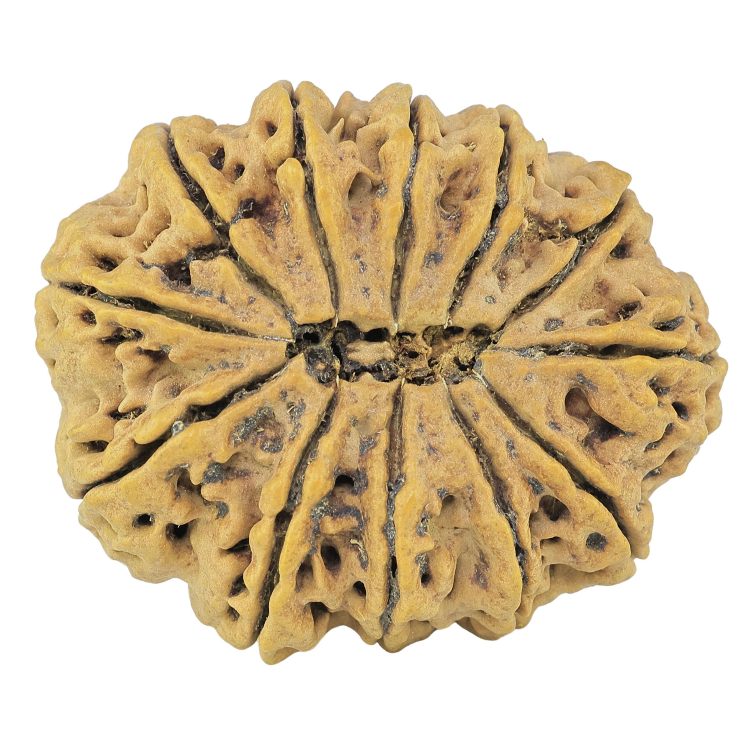 12 Mukhi Rudraksha 36.2mm 8.25gm - Rudraksha back