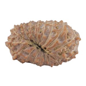 17 Mukhi Rudraksha 22mm 1.79gm - Rudraksha back