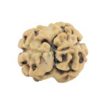2 Mukhi Rudraksha 18.1mm 0.85gm - Rudraksha back