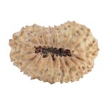 19 Mukhi Rudraksha 28.1mm 2.37gm - Rudraksha back