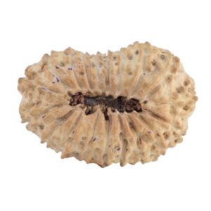 19 Mukhi Rudraksha 28.1mm 2.37gm - Rudraksha back