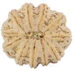 11 Mukhi Rudraksha 34.4mm 9.94gm - Rudraksha back