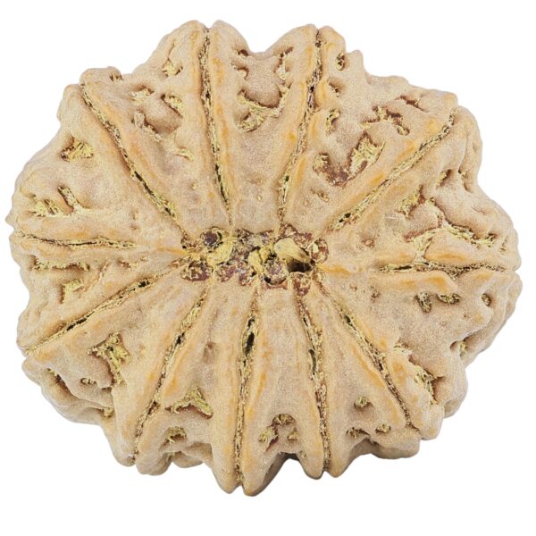 11 Mukhi Rudraksha 34.4mm 9.94gm - Rudraksha back