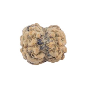 2 Mukhi Rudraksha 20.5mm 1.38gm - Rudraksha back