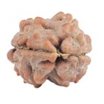 2 Mukhi Rudraksha 11.9mm 0.4gm - Rudraksha back
