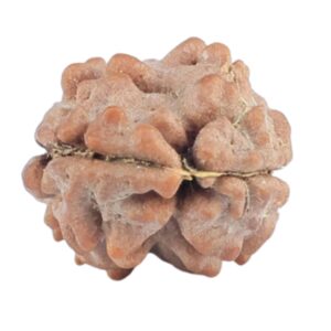 2 Mukhi Rudraksha 11.9mm 0.4gm - Rudraksha back