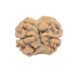 2 Mukhi Rudraksha 19.6mm 1.63gm - Rudraksha back