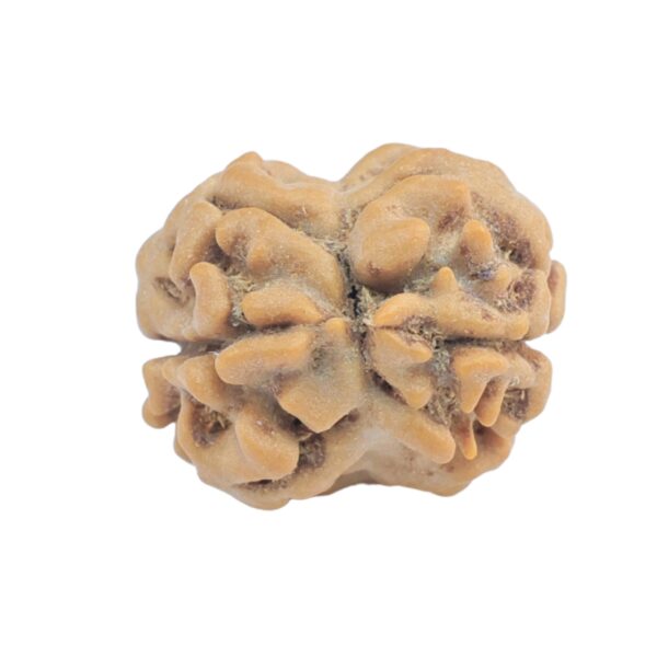 2 Mukhi Rudraksha 19.6mm 1.63gm - Rudraksha back