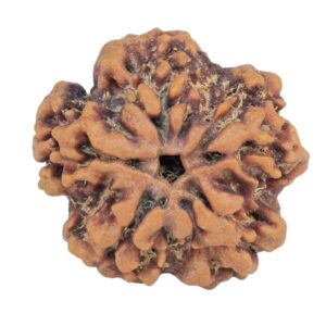 1MK(Underdeveloped) 22.8mm 4gm - Origin: Nepal - Rudraksha back