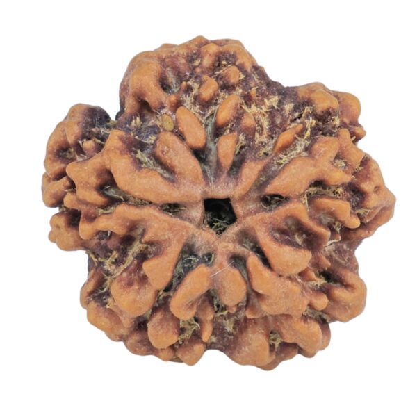 1MK(Underdeveloped) 22.8mm 4gm - Origin: Nepal - Rudraksha back