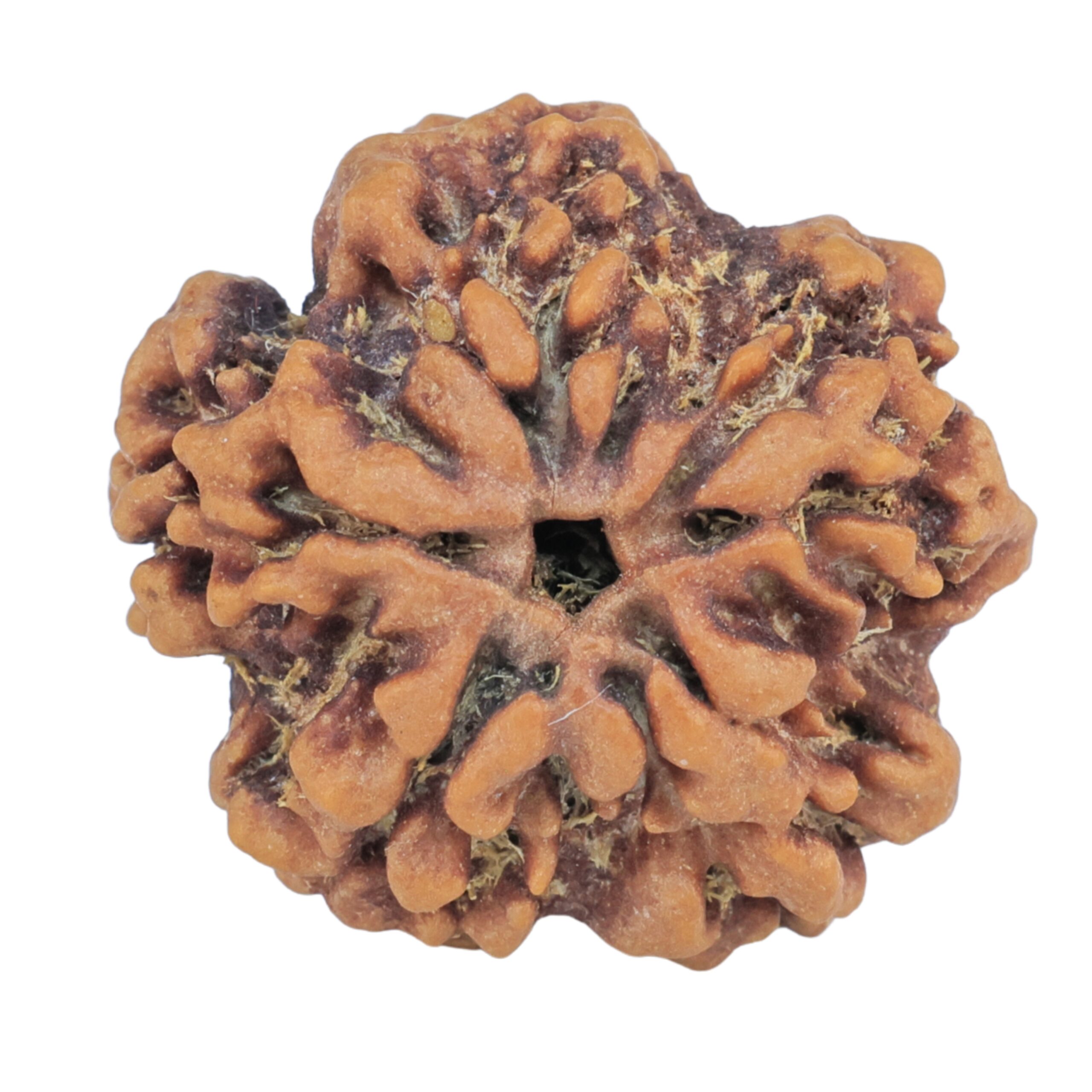1MK(Underdeveloped) 22.8mm 4gm - Origin: Nepal - Rudraksha back
