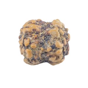 2 Mukhi Rudraksha 21.2mm 1.8gm - Rudraksha back
