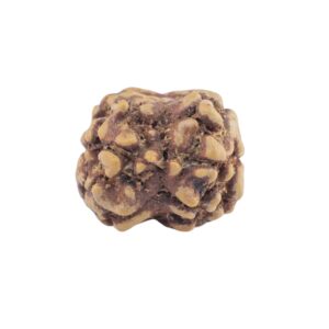 2 Mukhi Rudraksha 21.1mm 1.45gm - Rudraksha back