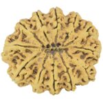 12 Mukhi Rudraksha 38.6mm 8.75gm - Rudraksha back