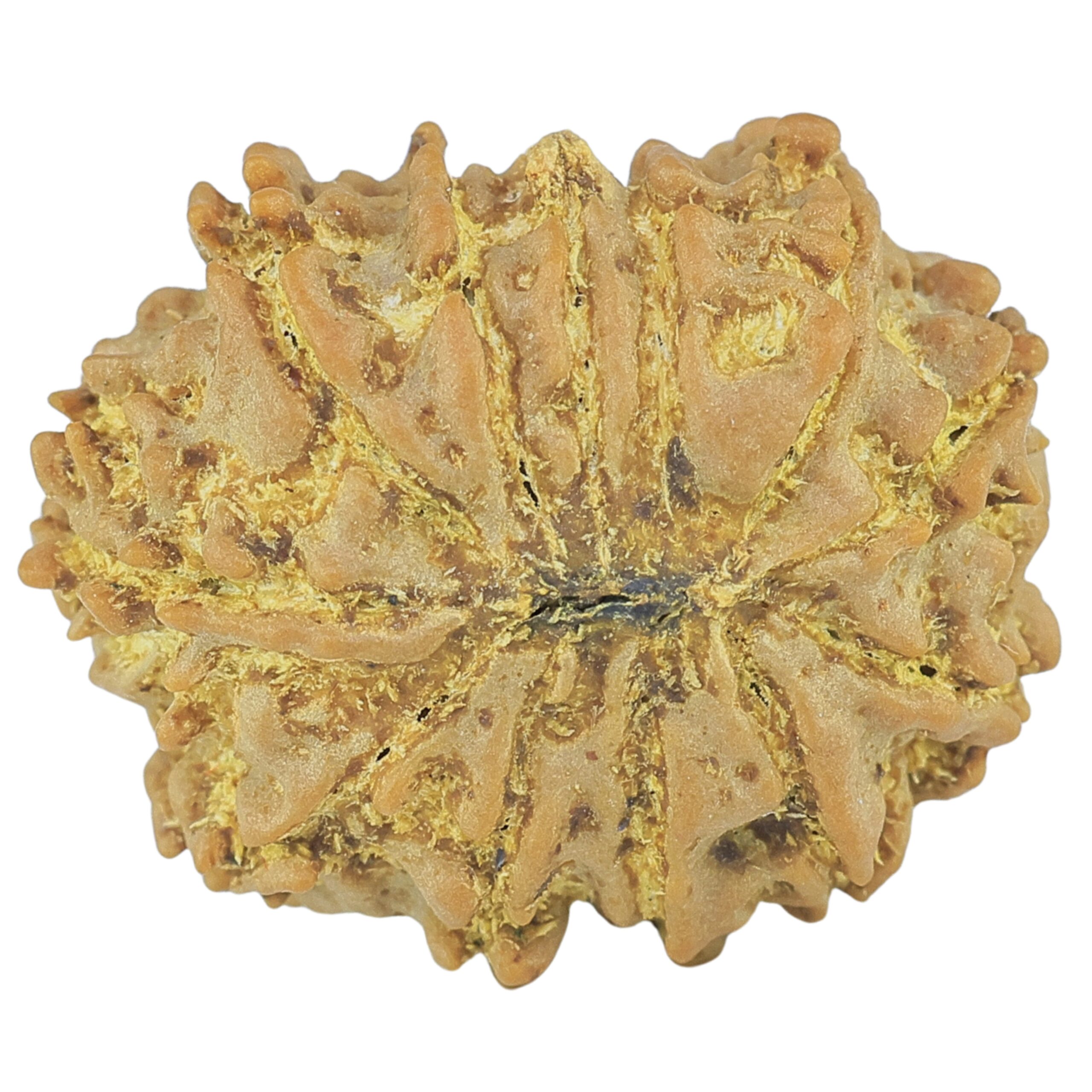 12 Mukhi Rudraksha 21.8mm 2.82gm - Rudraksha back