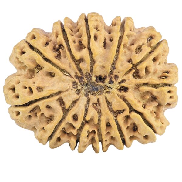 12 Mukhi Rudraksha 32.5mm 6.85gm - Rudraksha back
