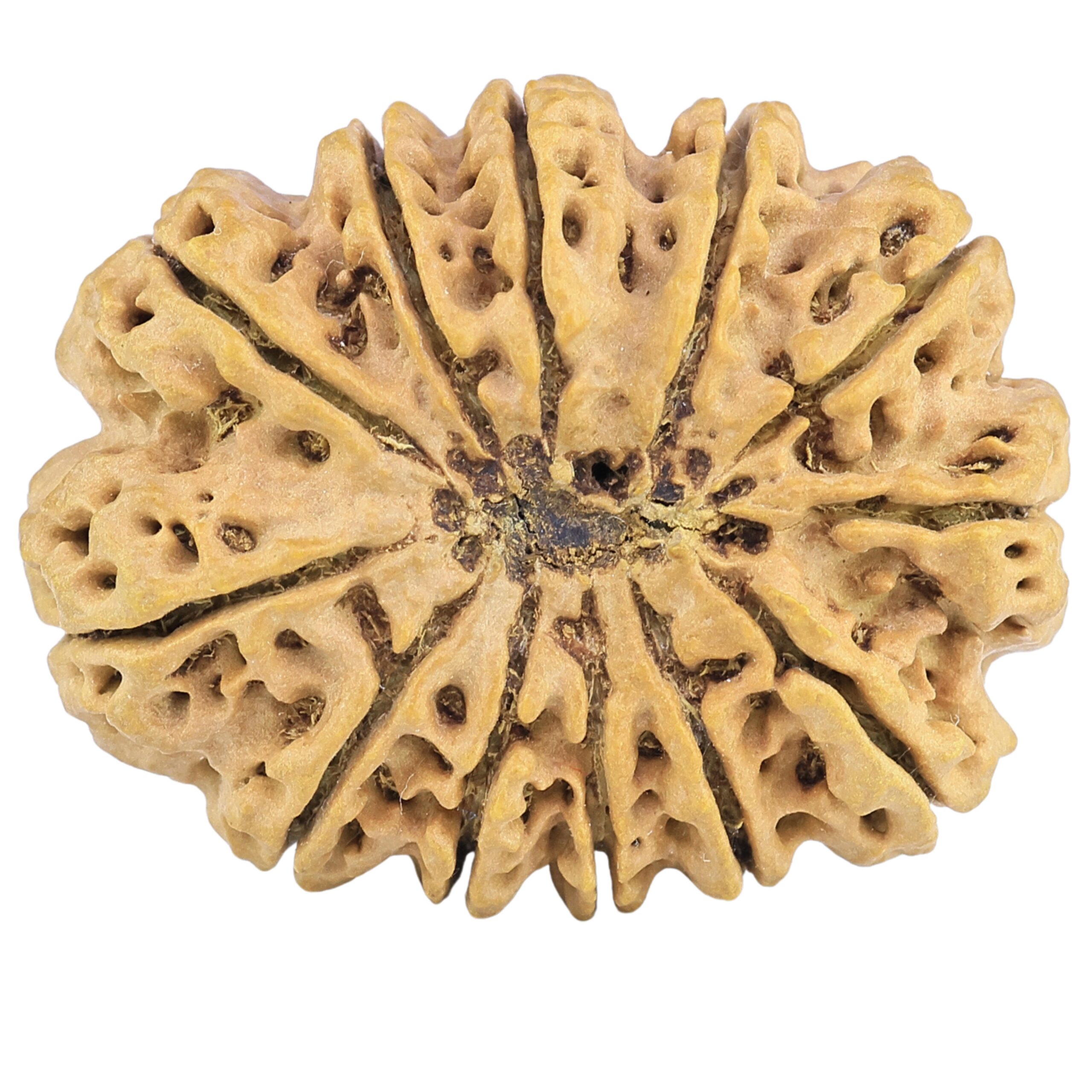 12 Mukhi Rudraksha 32.5mm 6.85gm - Rudraksha back
