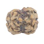 2 Mukhi Rudraksha 25.4mm 2gm - Rudraksha back