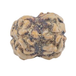 2 Mukhi Rudraksha 25.4mm 2gm - Rudraksha back