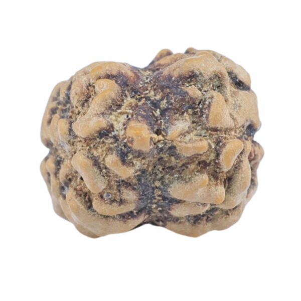 2 Mukhi Rudraksha 25.4mm 2gm - Rudraksha back