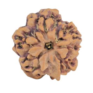 1MK(Underdeveloped) 23.4mm 4gm - Origin: Nepal - Rudraksha back