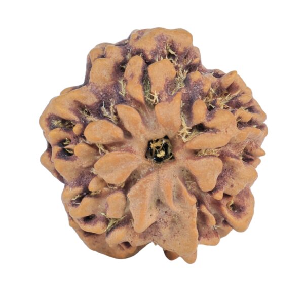 1MK(Underdeveloped) 23.4mm 4gm - Origin: Nepal - Rudraksha back