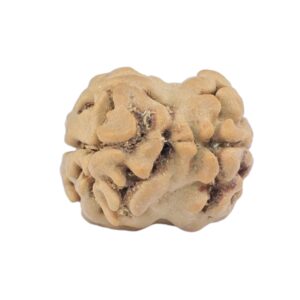 2 Mukhi Rudraksha 18mm 1.33gm - Rudraksha back