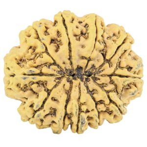 11 Mukhi Rudraksha 35.2mm 8.58gm - Rudraksha back