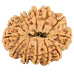 12 Mukhi Rudraksha 26mm 3.66gm - Rudraksha back