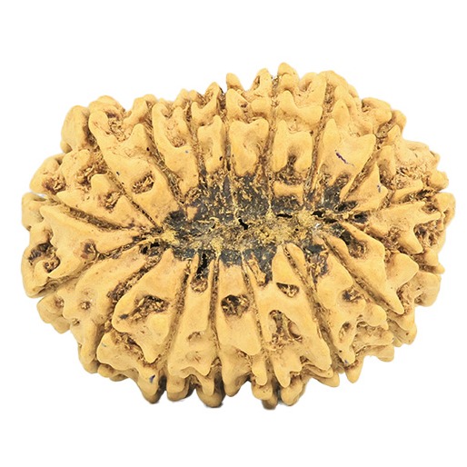 17 Mukhi Rudraksha 32.6mm 5gm - Rudraksha back